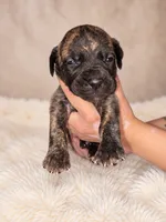 Presa Canarios , a male Perro de Presa Canario for sale in Pensacola, FL – 3 of 6