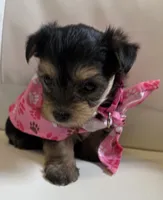 Lila, a female Yorkipoo for sale in Live Oak, FL – 4 of 8