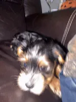 Koda, a male Yorkshire Terrier for sale in Live Oak, FL – 6 of 10