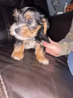 Koda, a male Yorkshire Terrier for sale in Live Oak, FL – 9 of 10