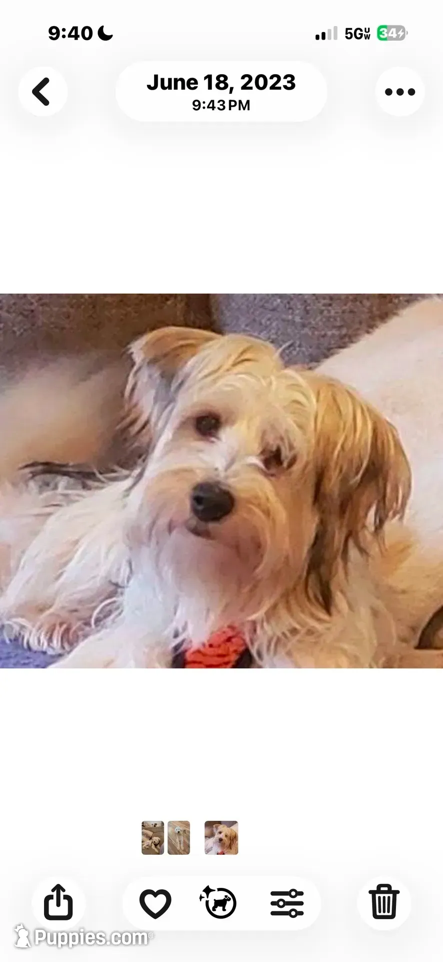 Harley, a female Yorkshire Terrier for sale in Live Oak, FL – 6 of 10