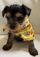 Roxi, a female Yorkipoo for sale in Live Oak, FL – 1 of 10