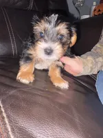 Koda, a male Yorkshire Terrier for sale in Live Oak, FL – 5 of 10