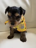 Roxi, a female Yorkipoo for sale in Live Oak, FL – 5 of 10