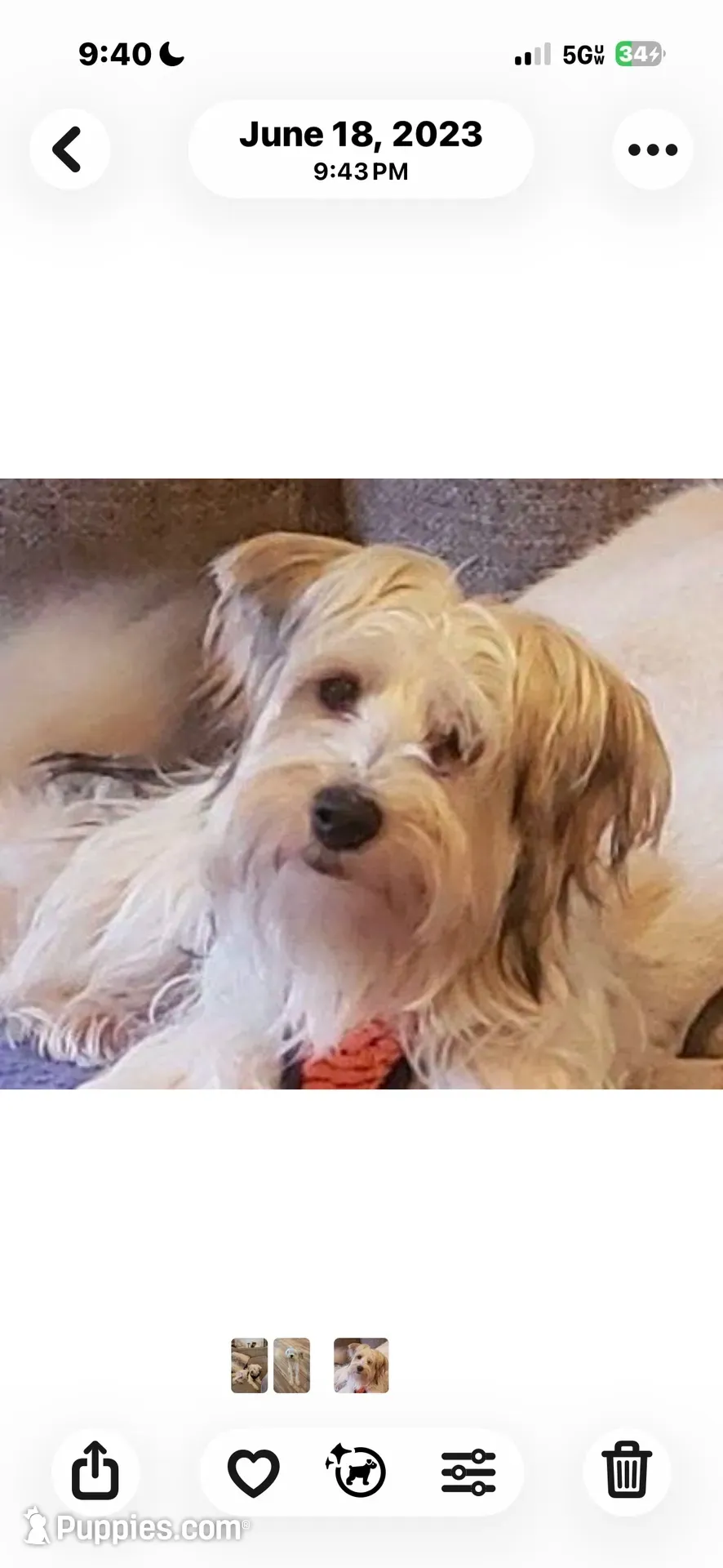 Koda, a male Yorkshire Terrier for sale in Live Oak, FL – 7 of 10
