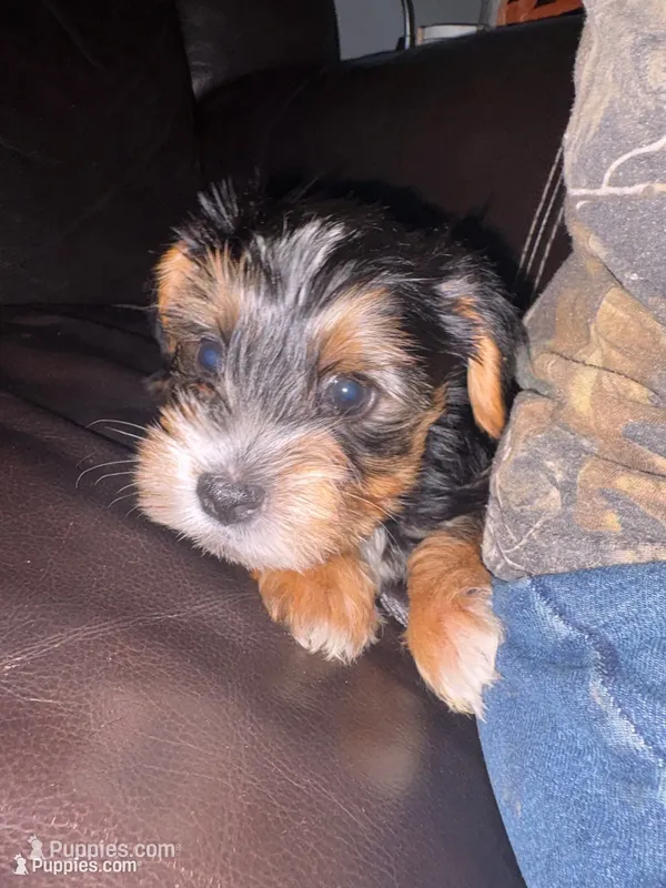 Koda – Yorkshire Terrier puppy for sale in Live Oak, FL