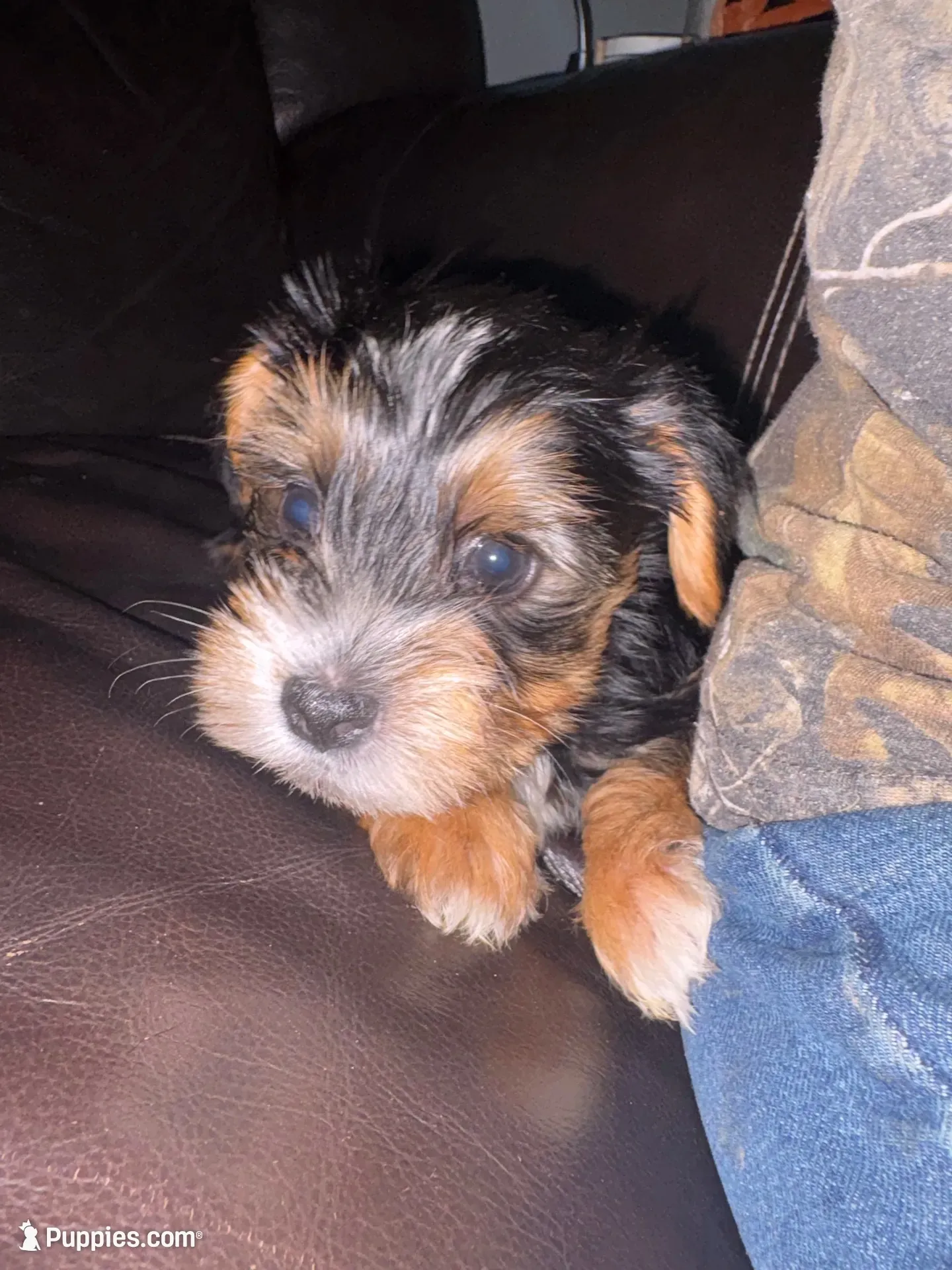 Koda, a male Yorkshire Terrier for sale in Live Oak, FL – 1 of 10