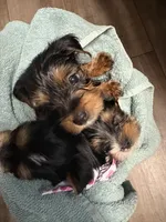 Koda, a male Yorkshire Terrier for sale in Live Oak, FL – 8 of 10