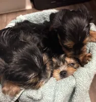 Harley, a female Yorkshire Terrier for sale in Live Oak, FL – 7 of 10