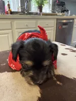 Rilie, a female Yorkipoo for sale in Live Oak, FL – 7 of 8
