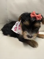 Harley, a female Yorkshire Terrier for sale in Live Oak, FL – 8 of 10