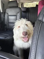 Daphne, a female Labradoodle for sale in Live Oak, FL – Photo 5 of 10