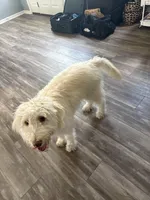 Daphne, a female Labradoodle for sale in Live Oak, FL – Photo 10 of 10