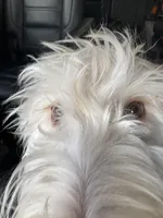 Daphne, a female Labradoodle for sale in Live Oak, FL – Photo 2 of 10