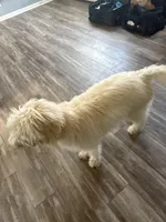 Daphne, a female Labradoodle for sale in Live Oak, FL – Photo 8 of 10