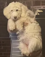 Daphne, a female Labradoodle for sale in Live Oak, FL – Photo 3 of 10