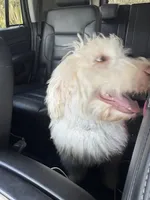 Daphne, a female Labradoodle for sale in Live Oak, FL – Photo 4 of 10