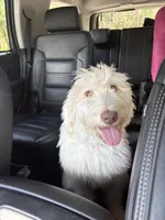 Daphne, a female Labradoodle for sale in Live Oak, FL – Photo 7 of 10