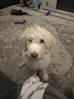 Daphne, a female Labradoodle for sale in Live Oak, FL – Photo 1 of 10