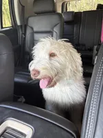 Daphne, a female Labradoodle for sale in Live Oak, FL – Photo 9 of 10