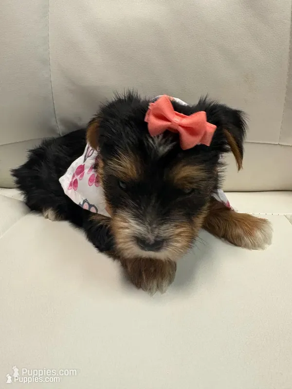 Harley – Yorkshire Terrier puppy for sale in Live Oak, FL