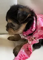 Lila, a female Yorkipoo for sale in Live Oak, FL – 6 of 8