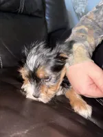 Koda, a male Yorkshire Terrier for sale in Live Oak, FL – 3 of 10