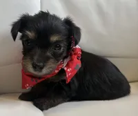 Rilie, a female Yorkipoo for sale in Live Oak, FL – 8 of 8