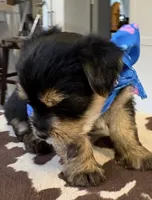Finn, a male Yorkipoo for sale in Live Oak, FL – 1 of 10