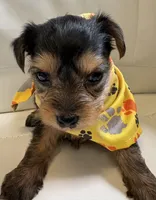 Roxi, a female Yorkipoo for sale in Live Oak, FL – 3 of 10