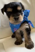 Finn, a male Yorkipoo for sale in Live Oak, FL – 5 of 10