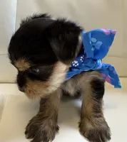 Finn, a male Yorkipoo for sale in Live Oak, FL – 4 of 10