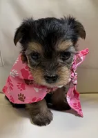 Lila, a female Yorkipoo for sale in Live Oak, FL – 5 of 8