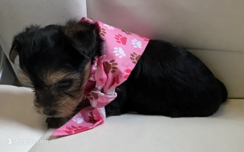 Lila – Yorkipoo puppy for sale in Live Oak, FL