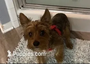 Harley, a female Yorkshire Terrier for sale in Live Oak, FL – 2 of 10