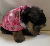 Lila, a female Yorkipoo for sale in Live Oak, FL – 7 of 8