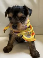 Roxi, a female Yorkipoo for sale in Live Oak, FL – 2 of 10