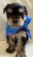 Finn, a male Yorkipoo for sale in Live Oak, FL – 8 of 10