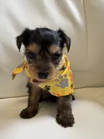Roxi, a female Yorkipoo for sale in Live Oak, FL – 10 of 10