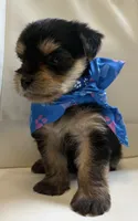 Finn, a male Yorkipoo for sale in Live Oak, FL – 7 of 10