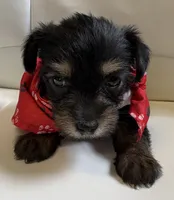Rilie, a female Yorkipoo for sale in Live Oak, FL – 2 of 8