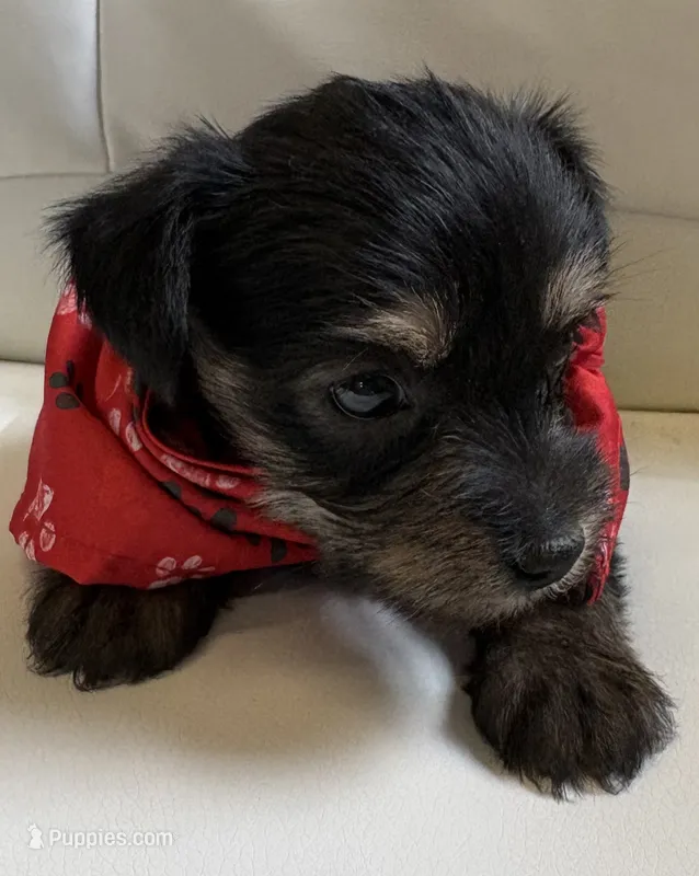 Rilie – Yorkipoo puppy for sale in Live Oak, FL