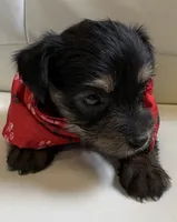 Rilie, a female Yorkipoo for sale in Live Oak, FL – 1 of 8
