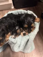 Harley, a female Yorkshire Terrier for sale in Live Oak, FL – 4 of 10