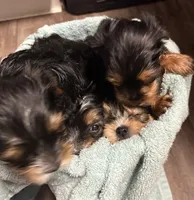 Harley, a female Yorkshire Terrier for sale in Live Oak, FL – 10 of 10