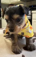 Roxi, a female Yorkipoo for sale in Live Oak, FL – 8 of 10