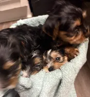 Harley, a female Yorkshire Terrier for sale in Live Oak, FL – 3 of 10