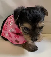 Lila, a female Yorkipoo for sale in Live Oak, FL – 3 of 8