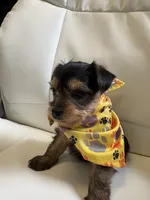 Roxi, a female Yorkipoo for sale in Live Oak, FL – 6 of 10