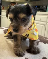 Roxi, a female Yorkipoo for sale in Live Oak, FL – 9 of 10